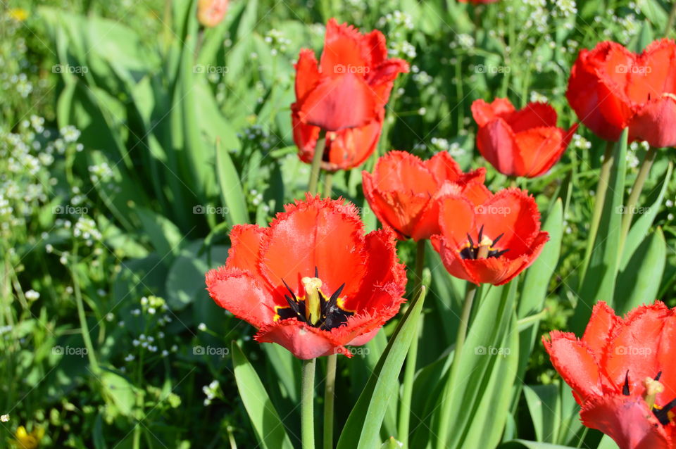 Flowers Tulips