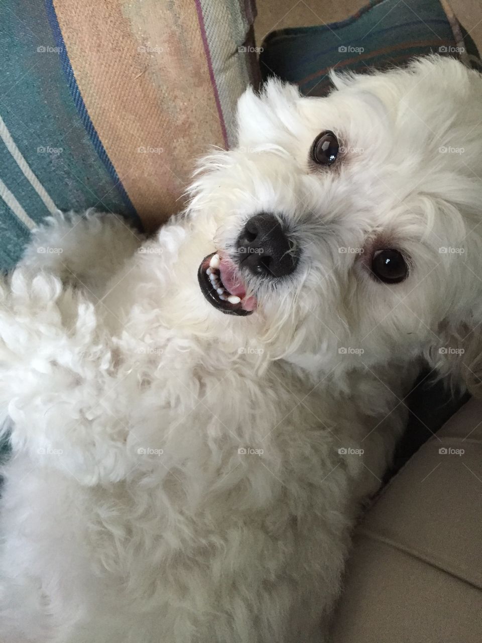 Smiling pup from above