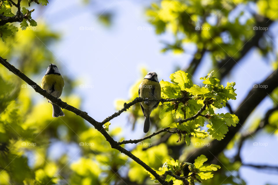 A portrait of two blue tit birds sitting perched on a branch of a tree in between the leaves.