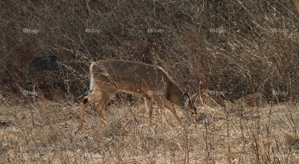 Deer eating in the woods 