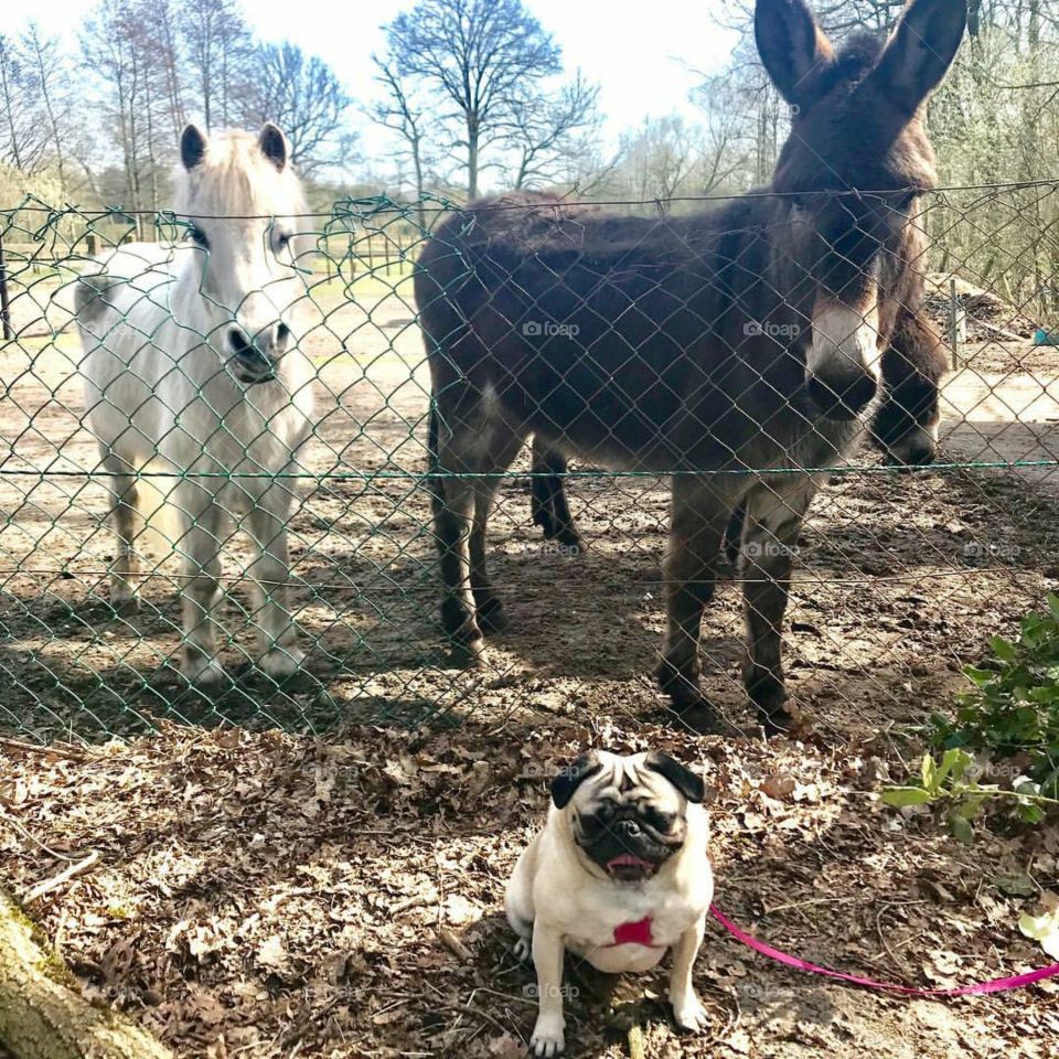 MY PUG DOG WITH DONKEY 😁😁