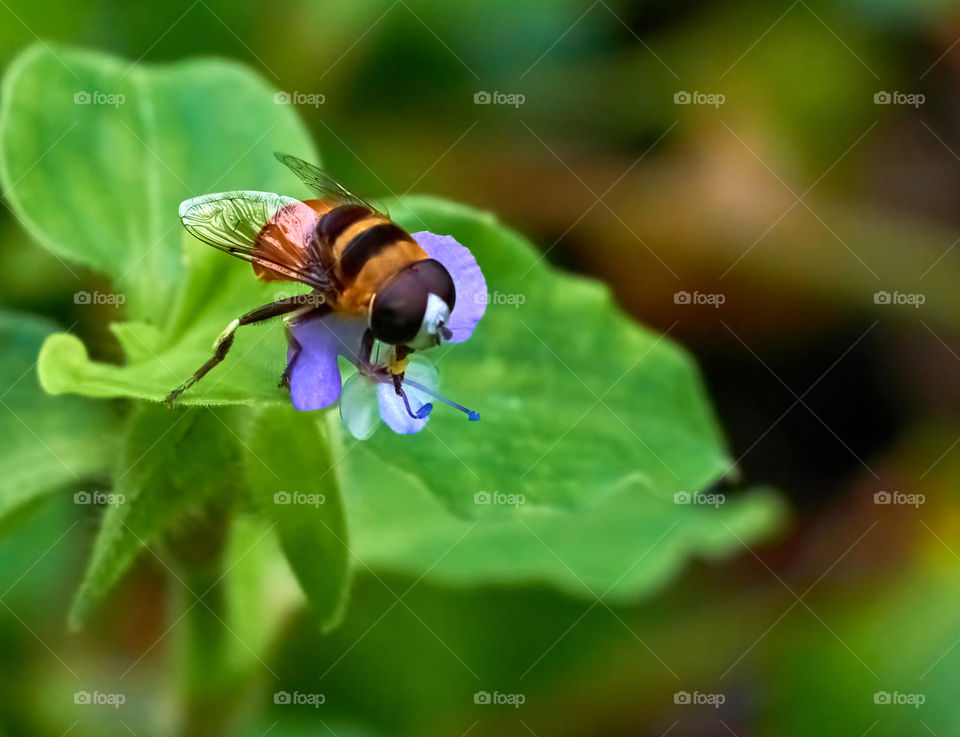 Honey bee  - asiatic day flower  - purple