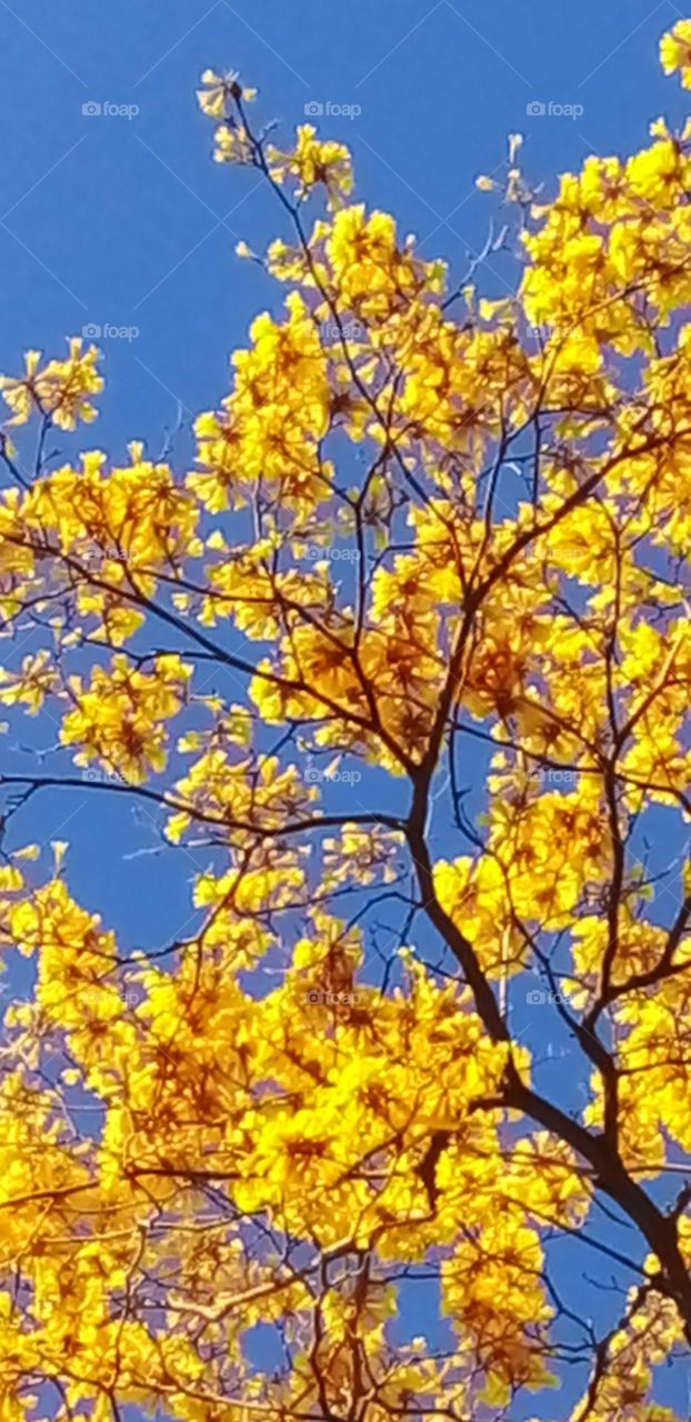 Gorgeous flowering tree with yellow blossoms in the spring.