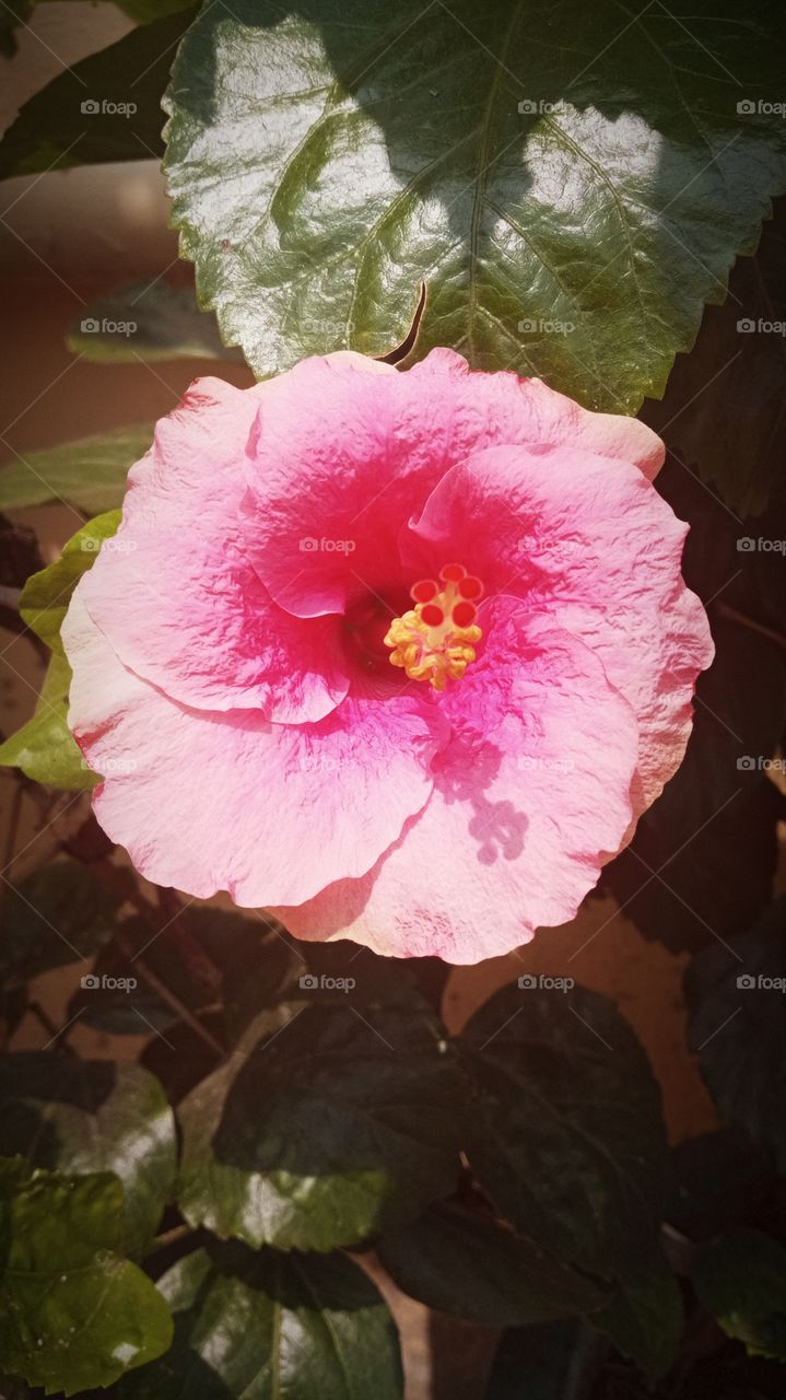 beautiful pink hibiscus flower🌺🌻🌹🌷