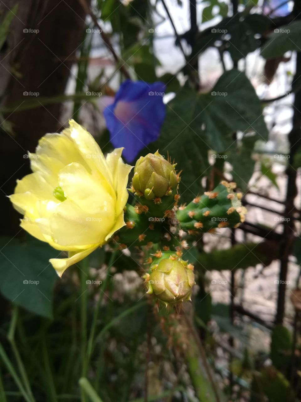 flor amarilla de cactus