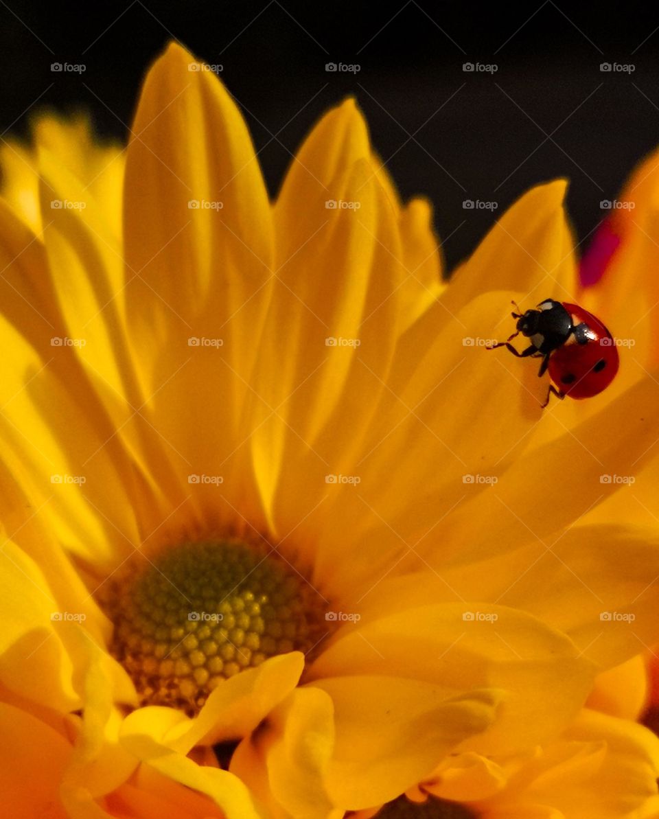 #ladybug
