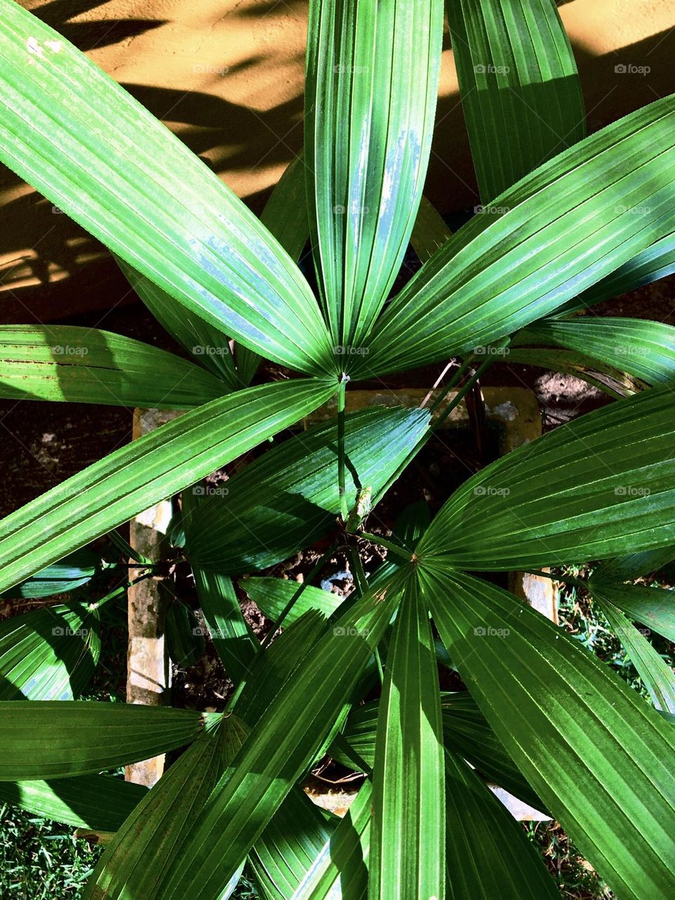 Mini coqueiro em vaso