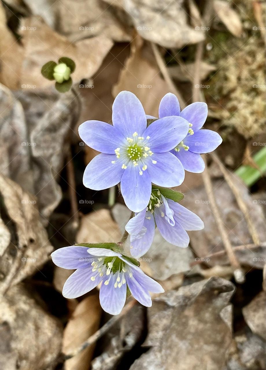 A cluster of purple hepatica wildflowers growing through a carpet of fallen brown leaves 