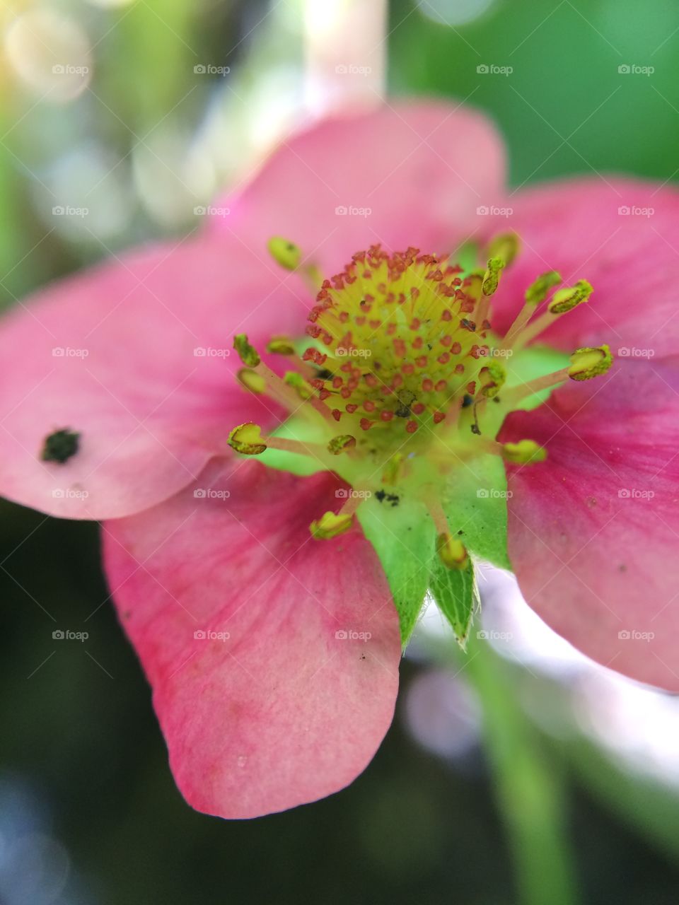 Pink Strawberry Flower blooming 