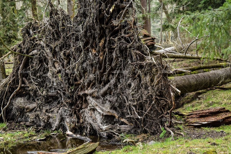 Uprooted tree