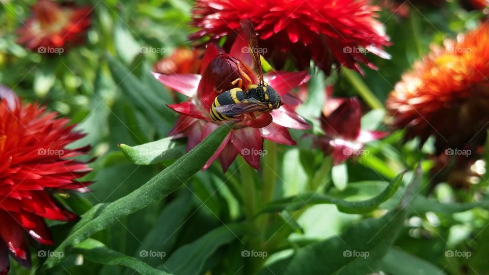 wasp on a red flower
