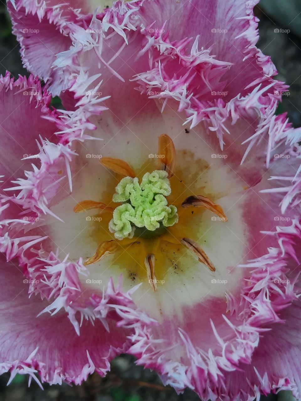 close-up  flat lay of an inside a pink tulip