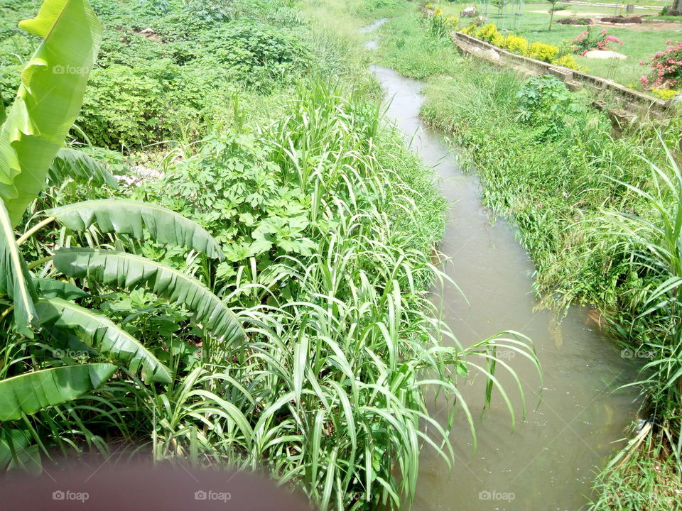 Stream grass