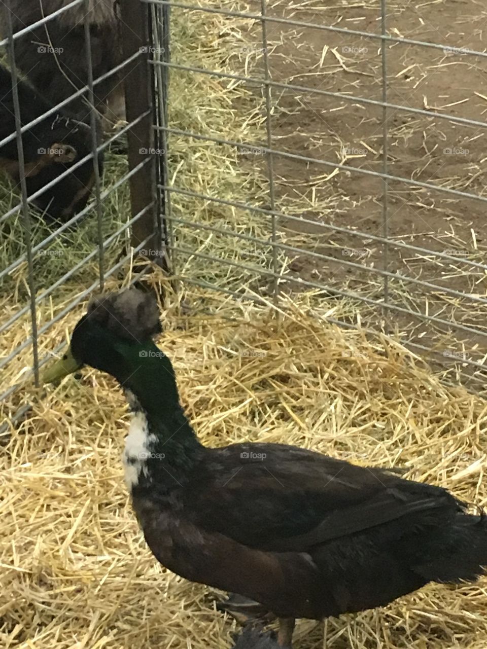 Duck at the petting farm 