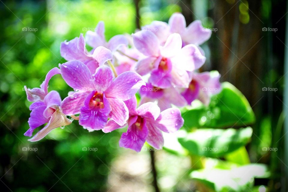 Orchid flower