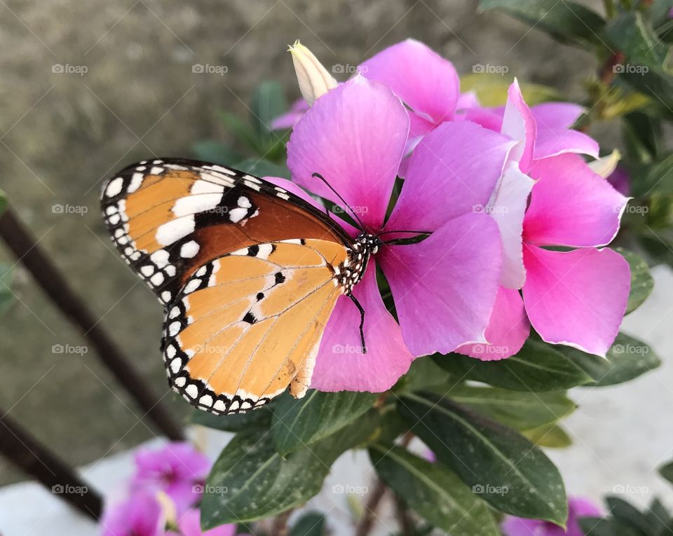 flower with butterfly 🦋 