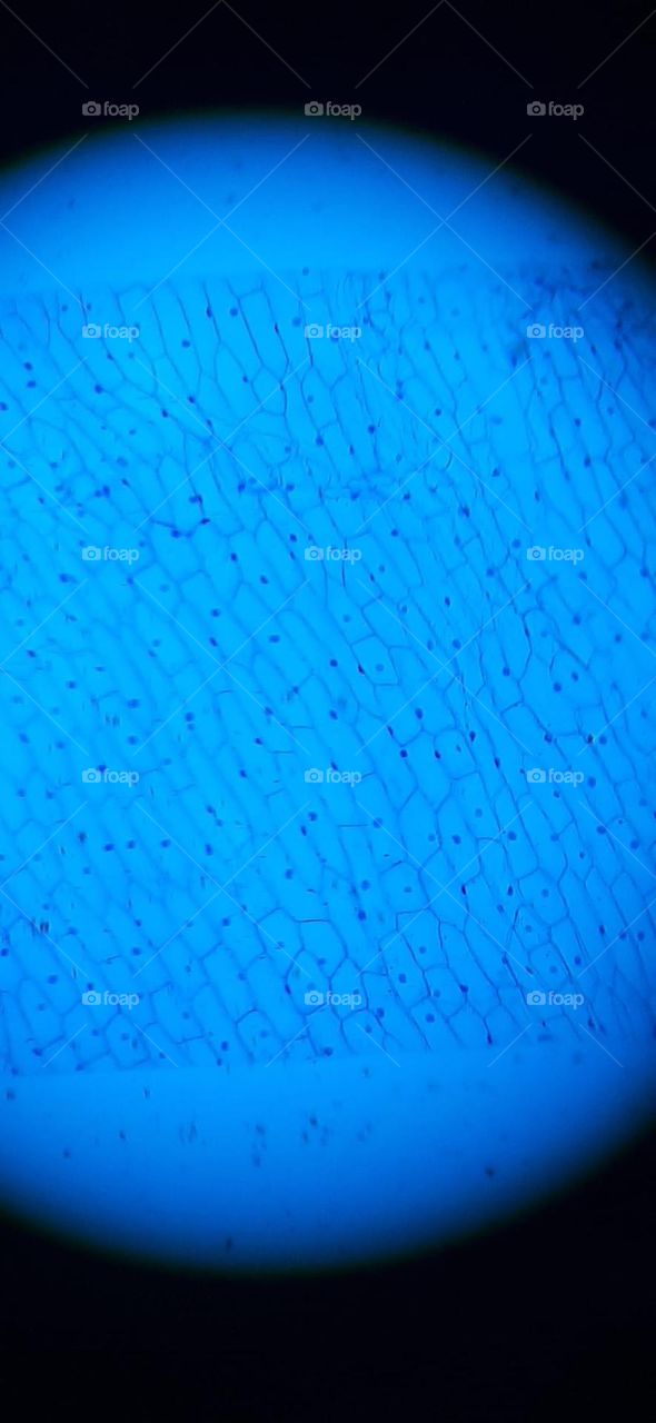 células al microscopio óptico