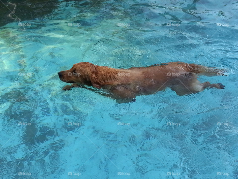 Dog swimming. Golden