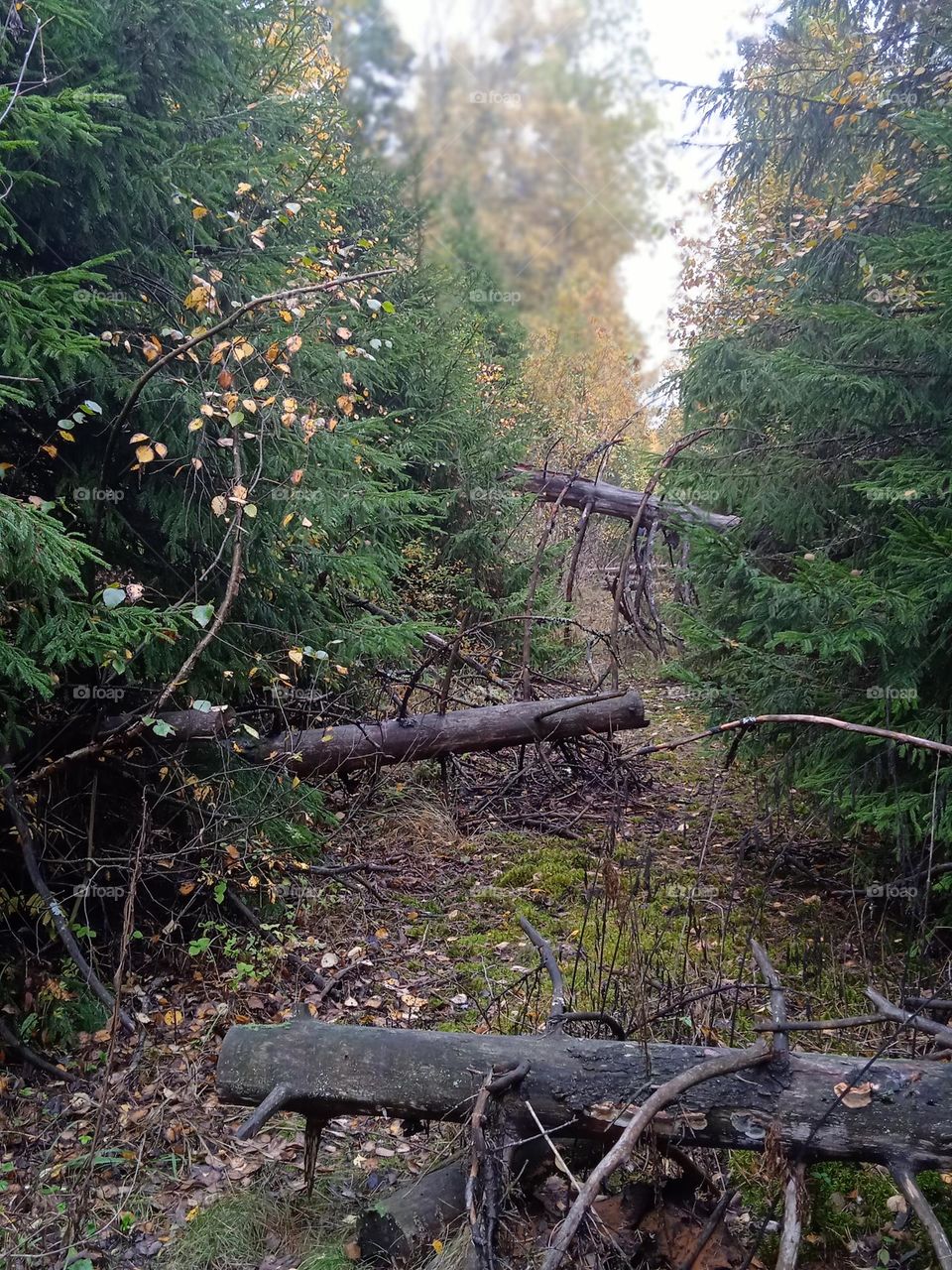 Mysterious autumn forest