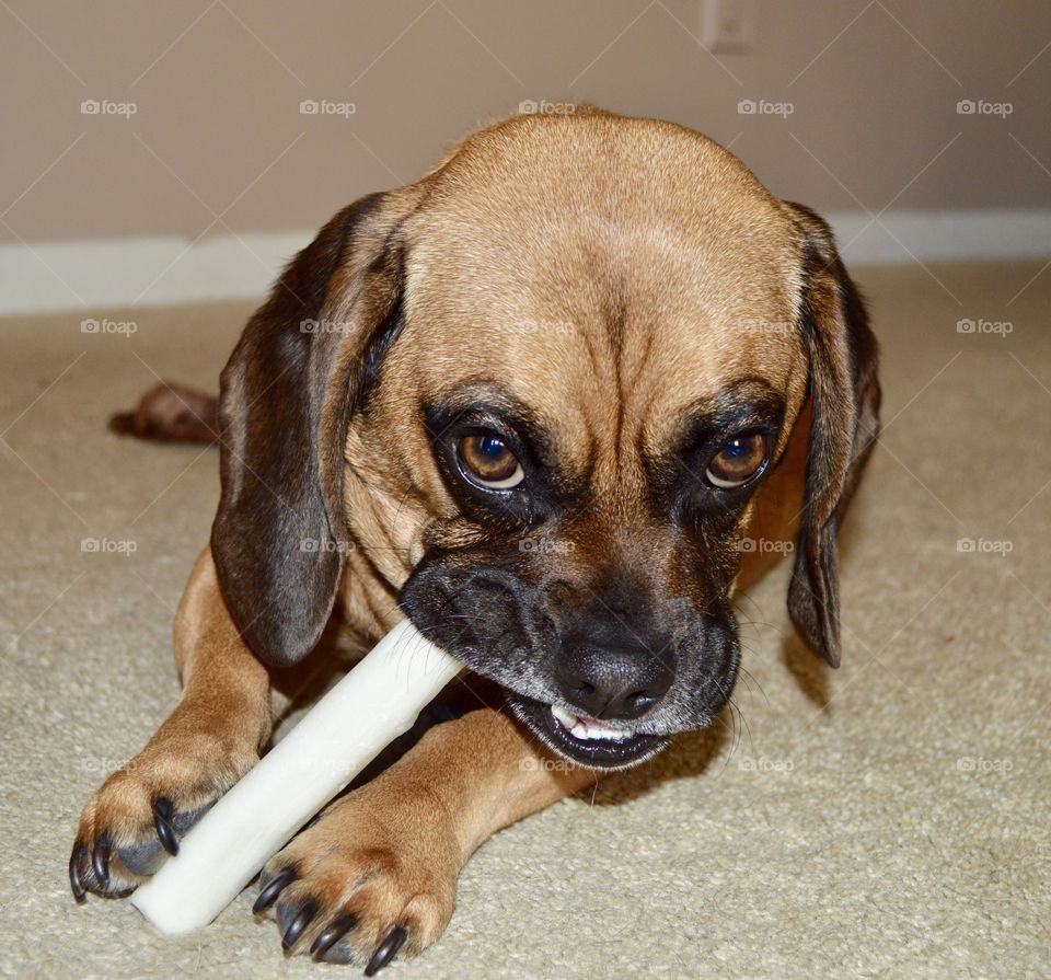 Puggle chewing on his rawhide