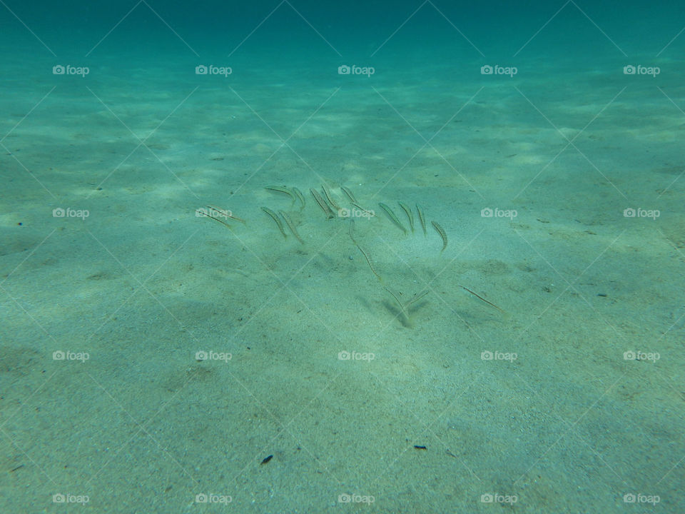 Shoal of small fish underwater. shoal of fish in the sea below the surface