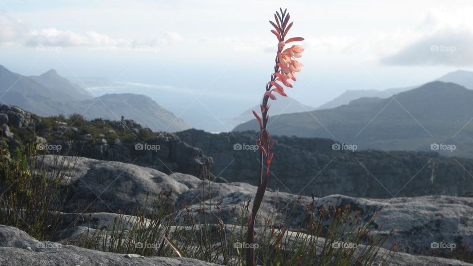 Flower on table mountain