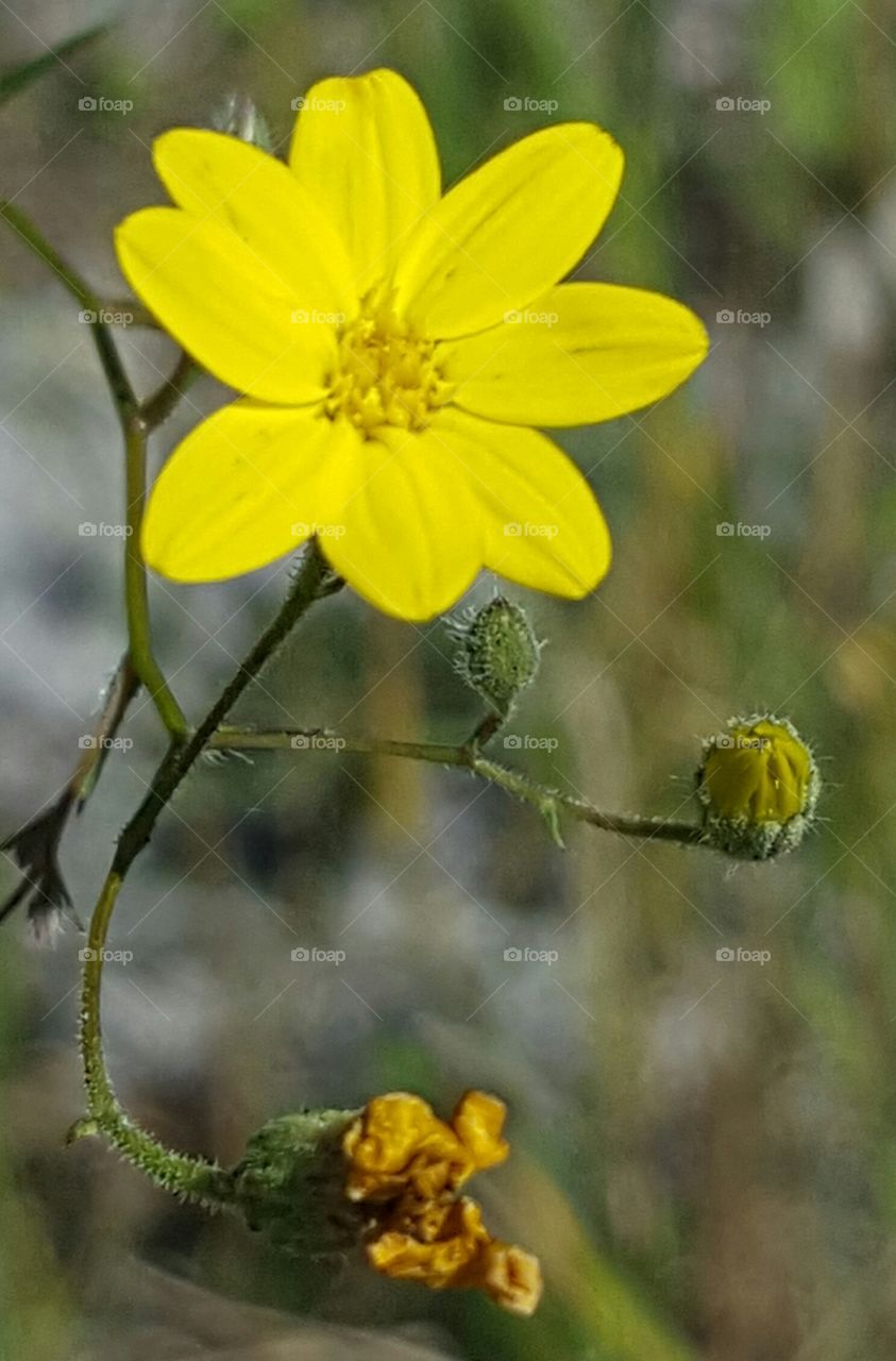 Flower, Nature, Flora, No Person, Summer