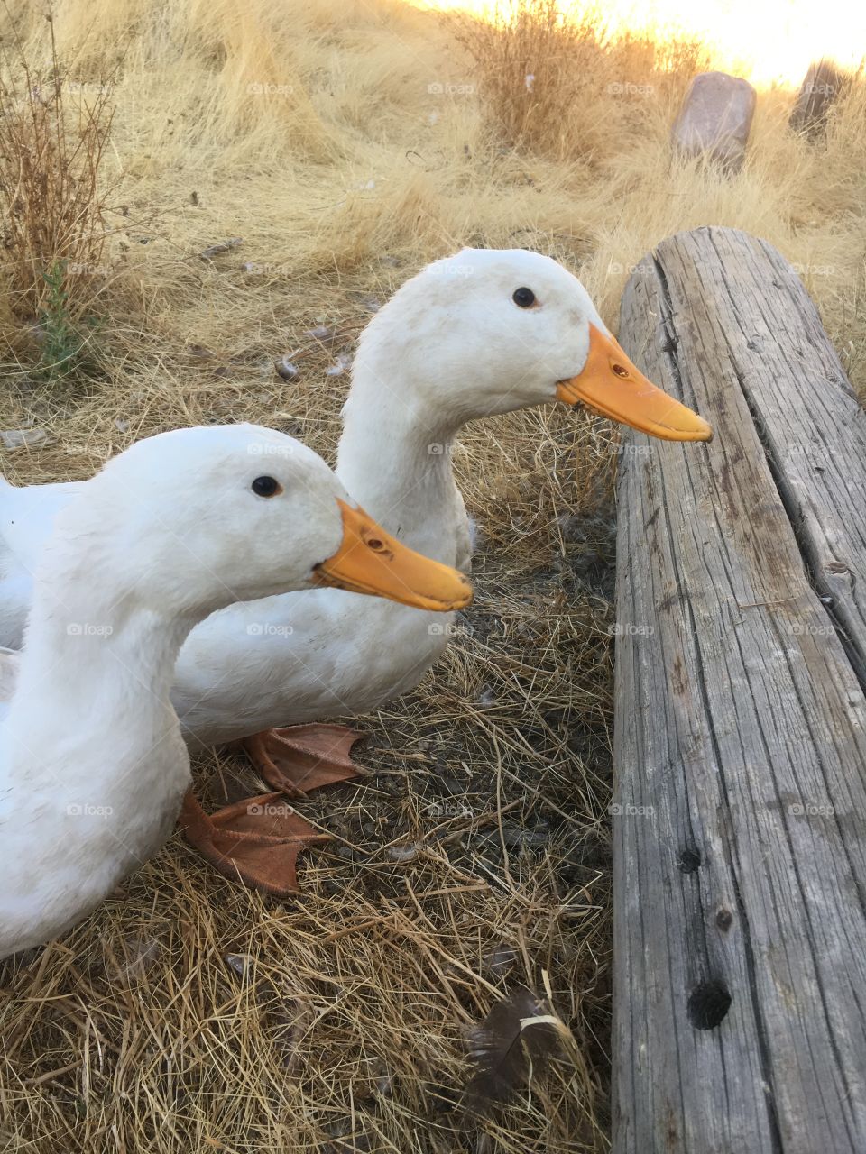 Ducks 🦆 