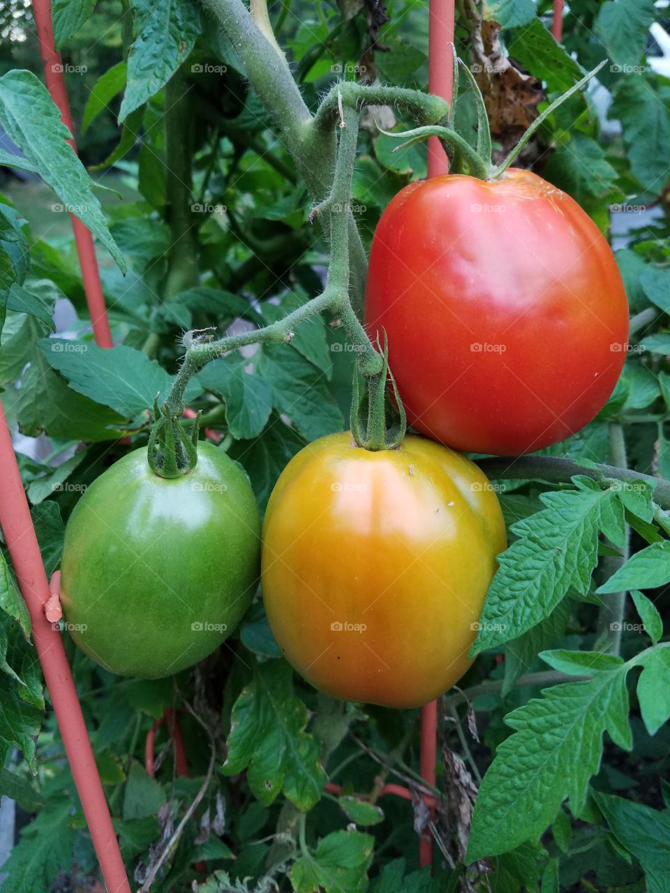 The Stages of Ripening Tomatoes