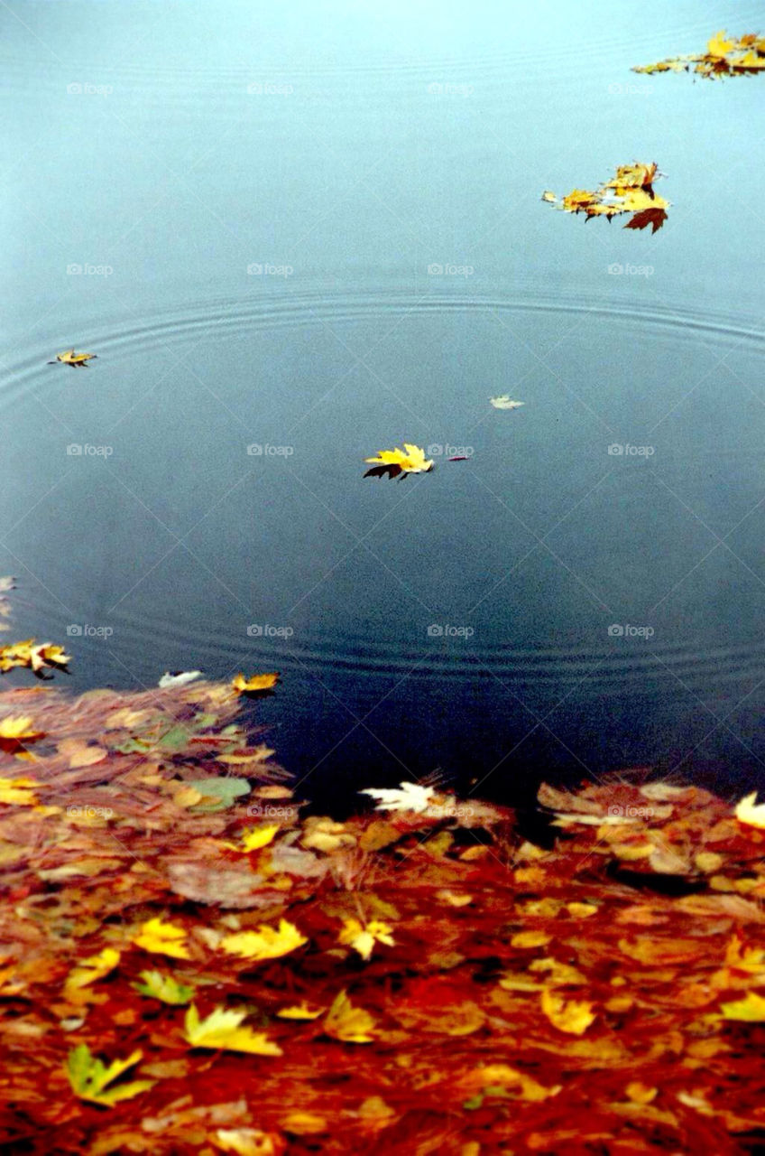 leaves autumn ripples occum pond by schalock