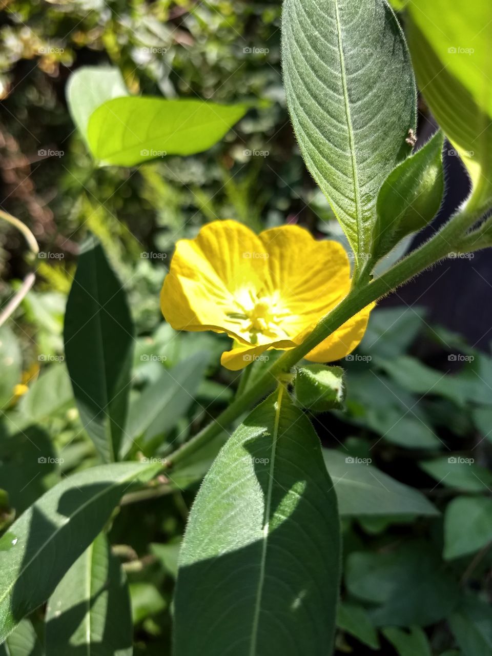 proud yellow flower.