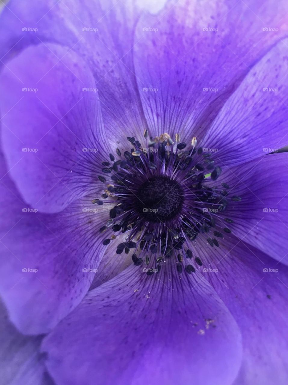 Anemone purple flower closeup 