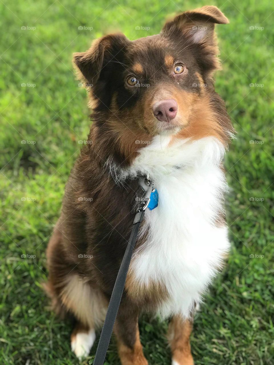 Australian Shepherd, @daily_jax