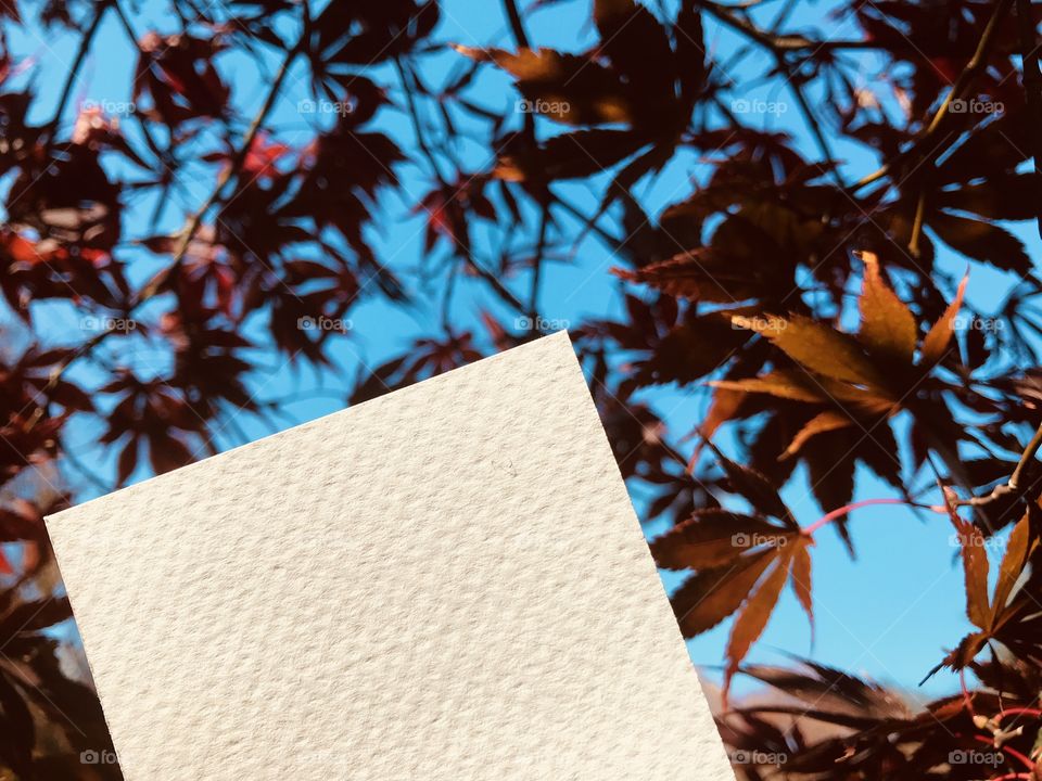 blank white paper with beautiful red maple leaves and nice blue sky on background