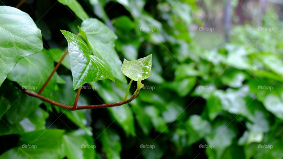 Leaves from green ivy creeping a wall