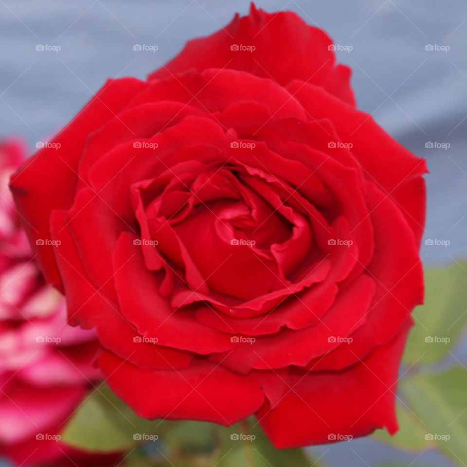 red rose