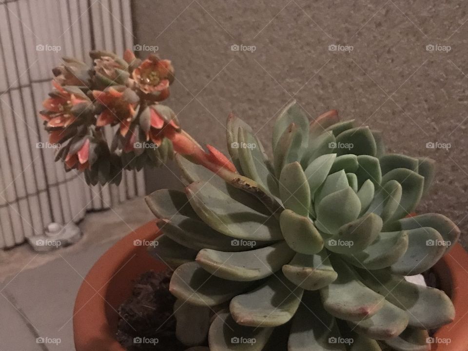 Echeveria 