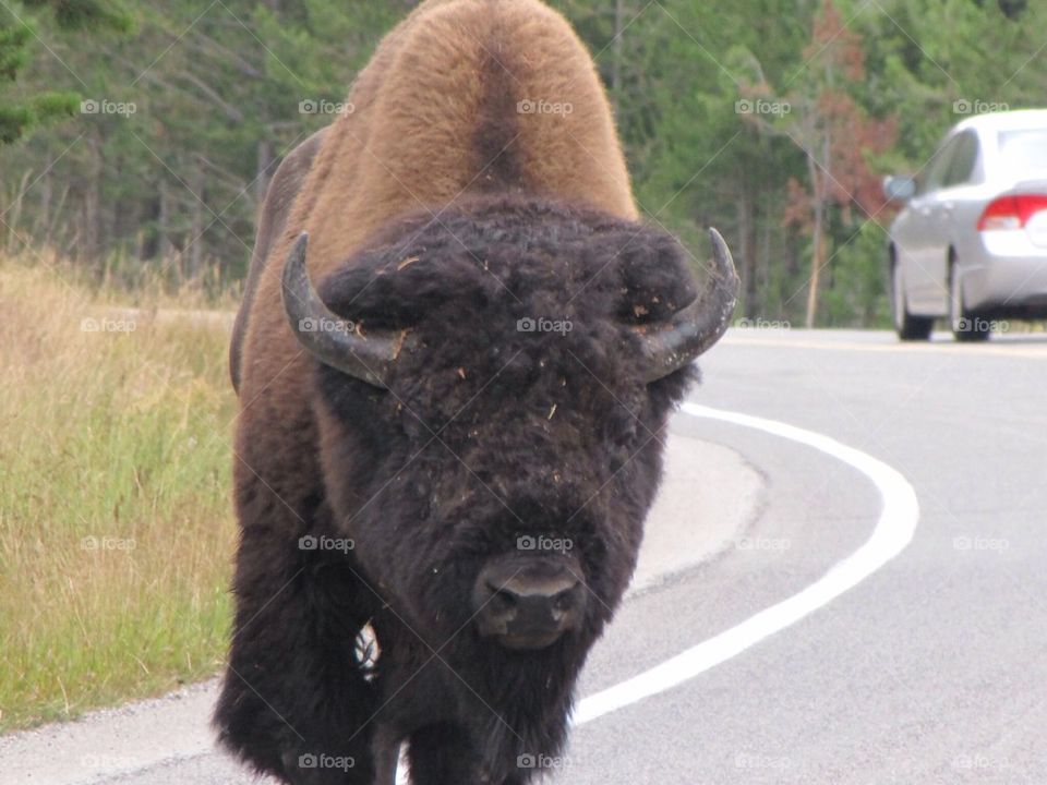 Buffalo  