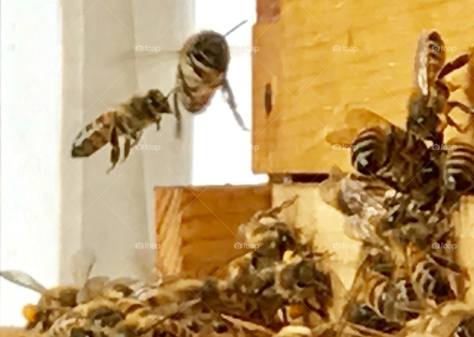 Closeup Bees Working