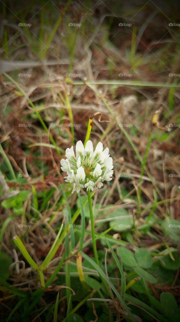 pretty flower