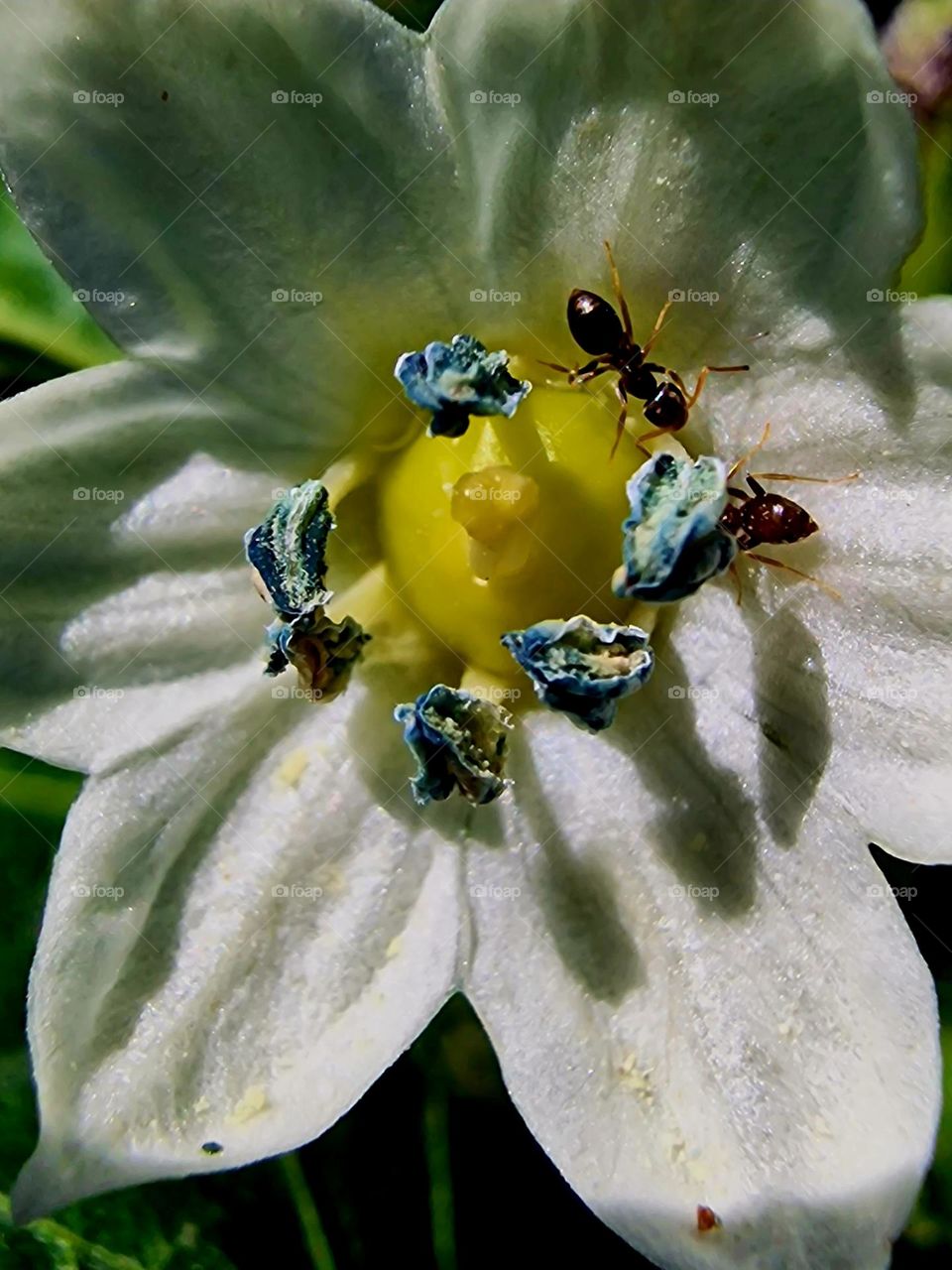 ants on the flower