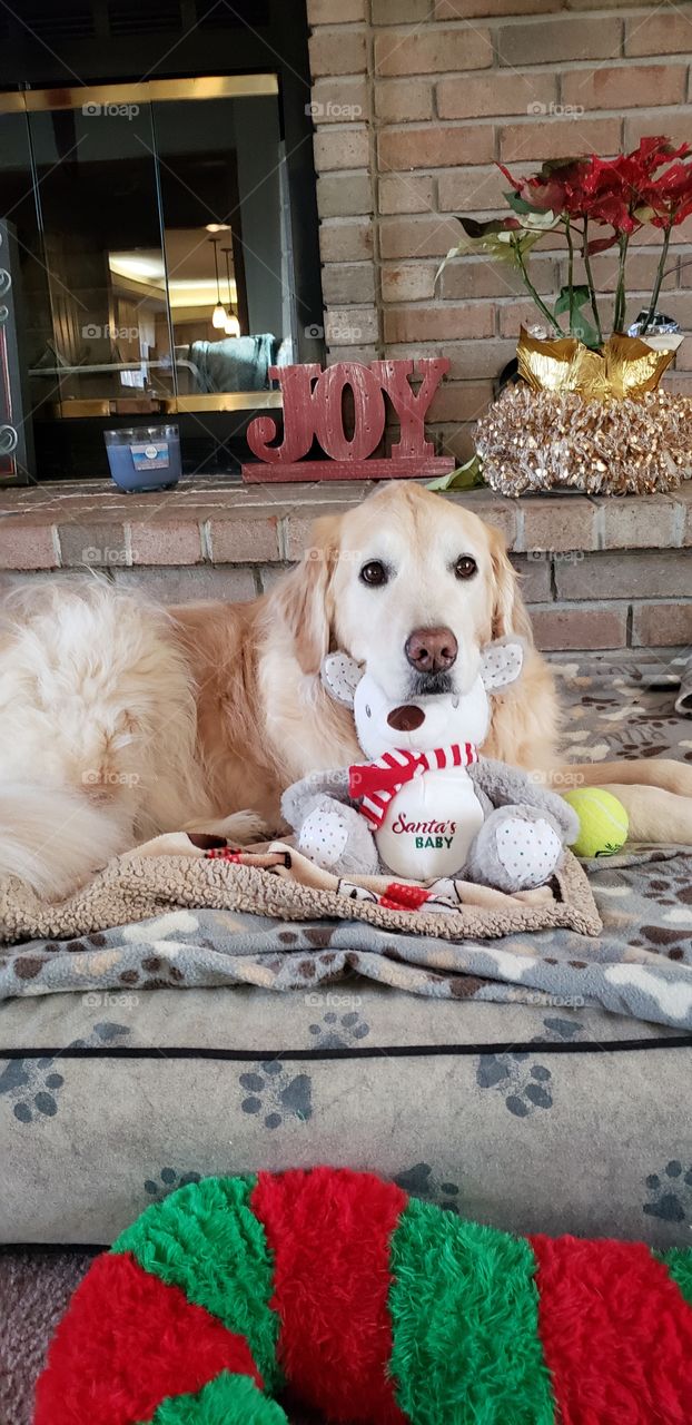 Kaci our golden retriever loved her Santa baby