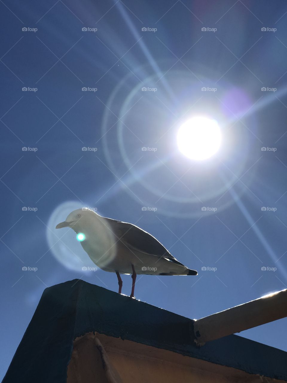 A Seagull in the sunlight