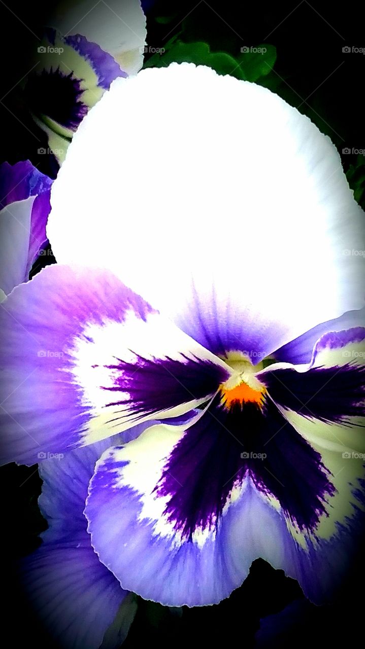 purple flower beauty