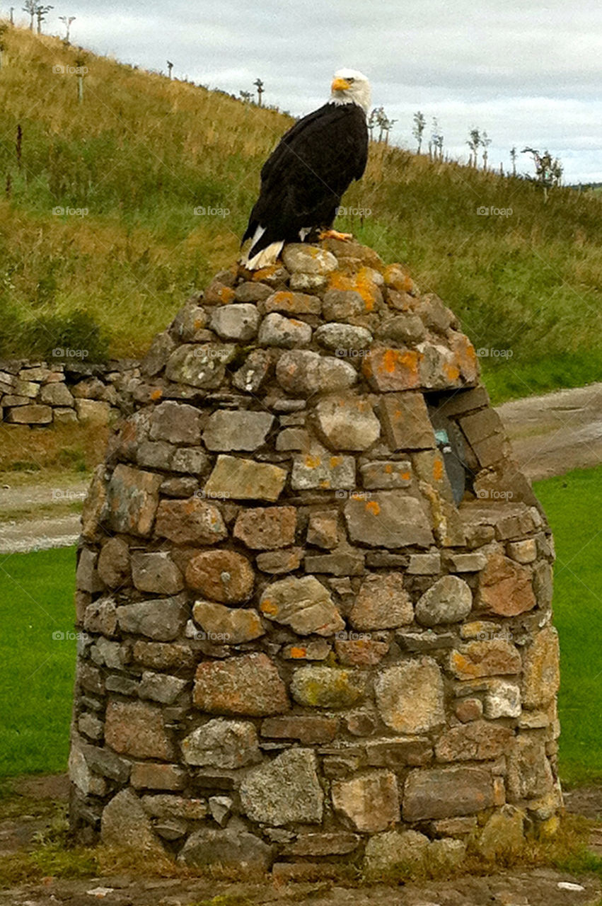 Bald Eagle in Scotland