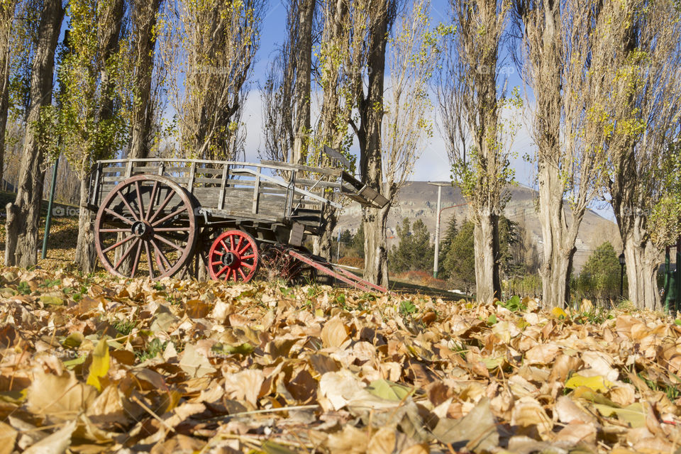 Autumn landscape.