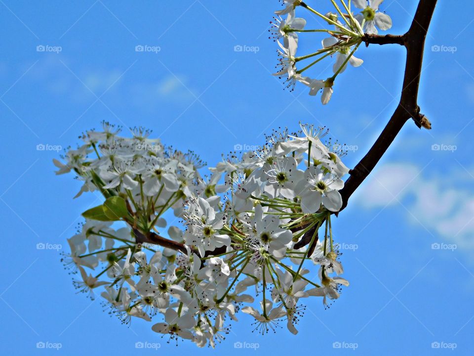 Clusters of tiny white blossoms emerge from the Bartlett Pear tree during springtime. How exciting to pluck one of the delicious pears from your very own tree. Beautiful blue sky backdrop.