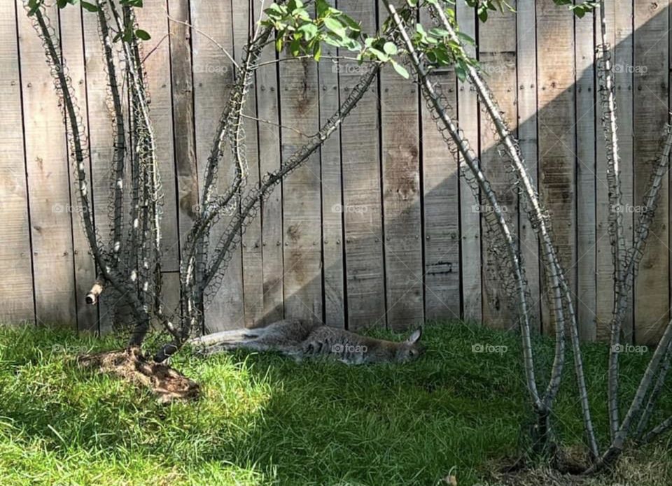 Sleeping wallaby