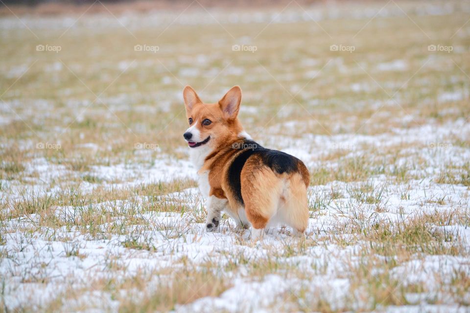 Welsh corgi pembroke