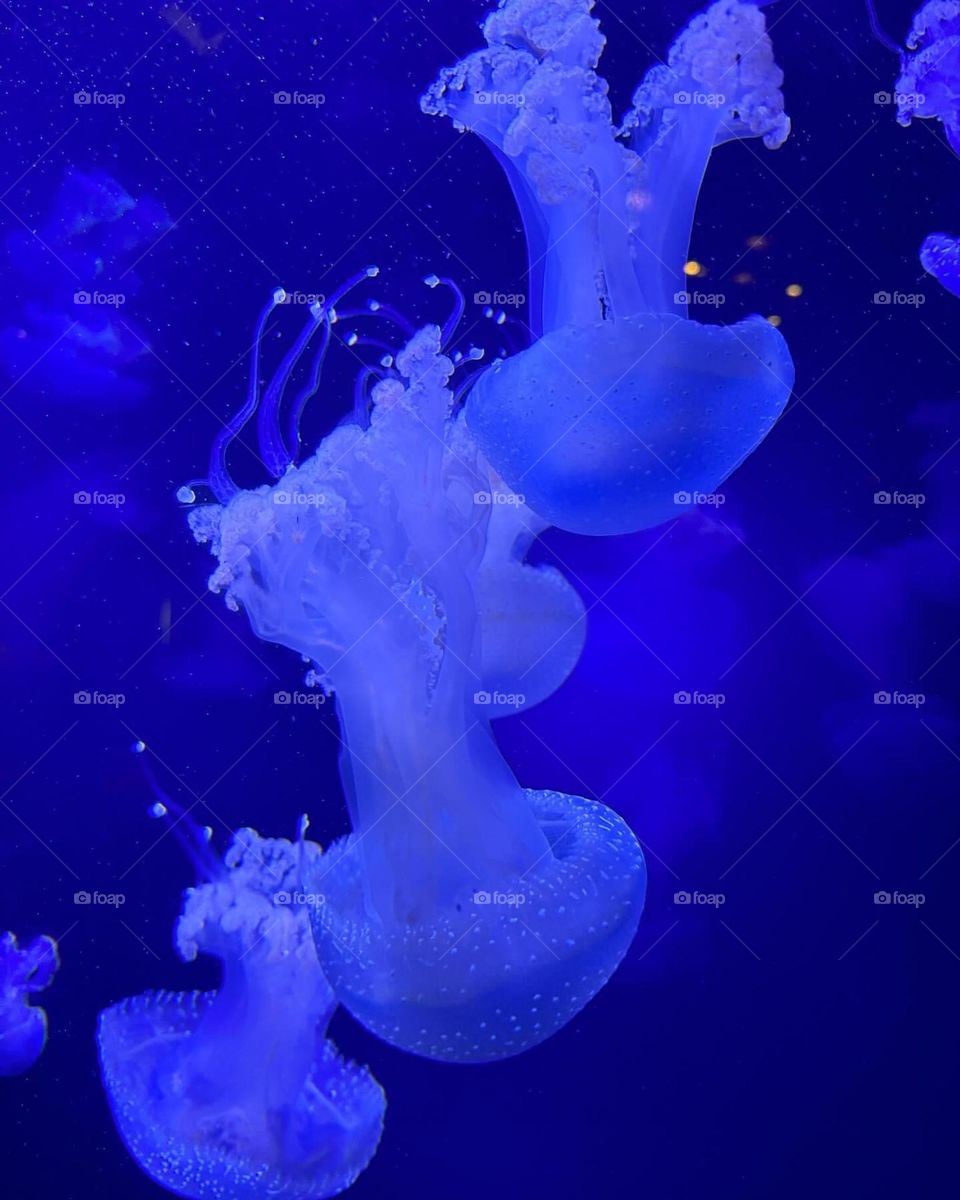 Jellyfish 